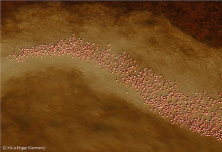 Miles de flamencos caribeños se reúnen cada invierno en el estuario de la ría de Celestún, en la Península de Yucatán (México). Klaus Nigge (Alemania) ganó en esta categoría. 